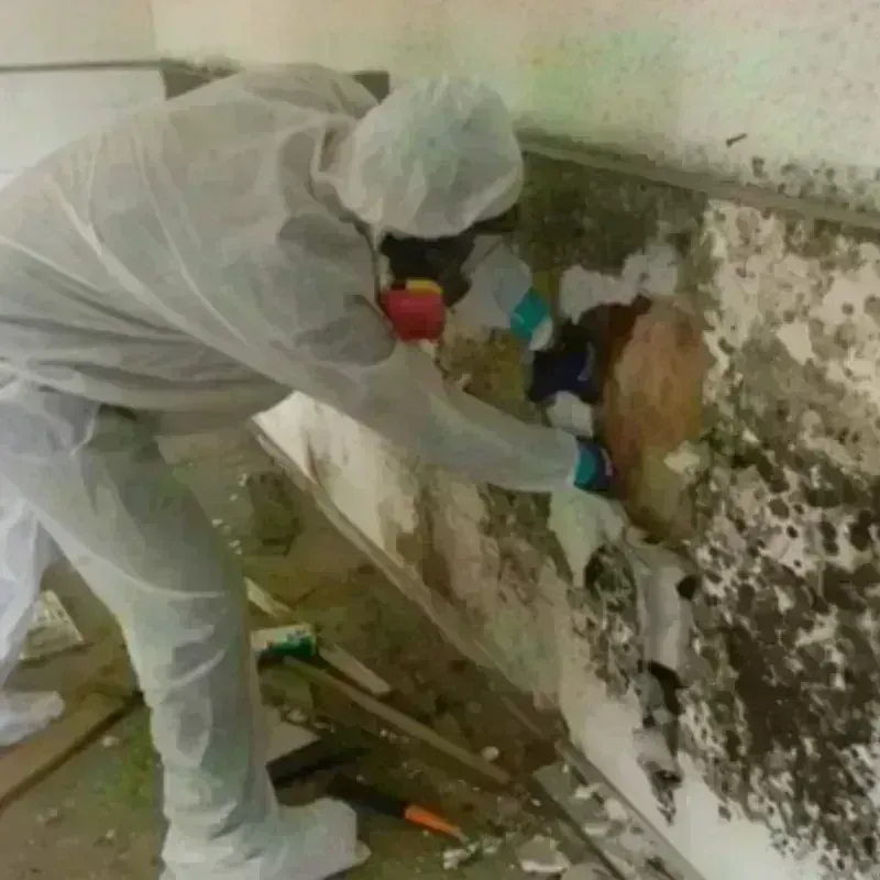 Mold Remediation and Removal in Prairie Grove, AR